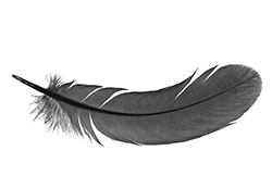 巴西圣保羅關(guān)于營銷和制造羽毛產(chǎn)品禁令